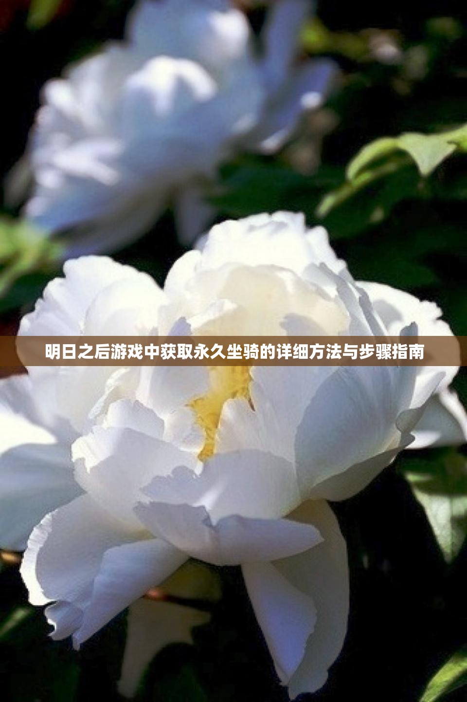 明日之后游戏中获取永久坐骑的详细方法与步骤指南
